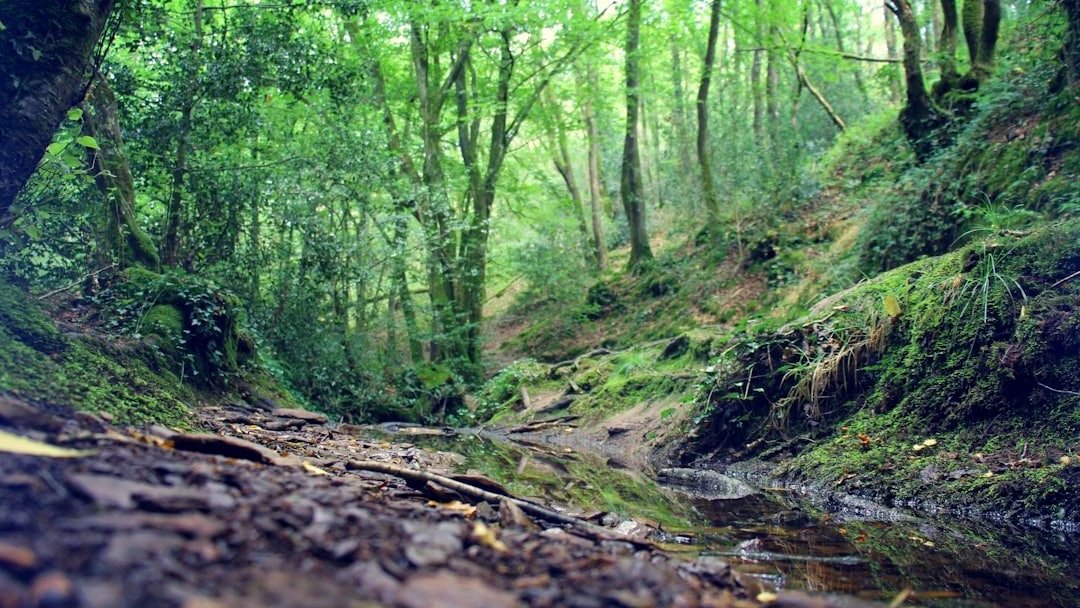La forêt mythique de Brocéliande