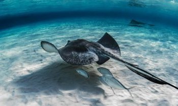 Amérique centrale et mer des Caraïbes : un monde entre jungle et lagon