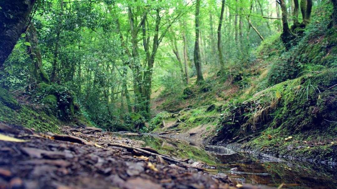 La forêt mythique de Brocéliande