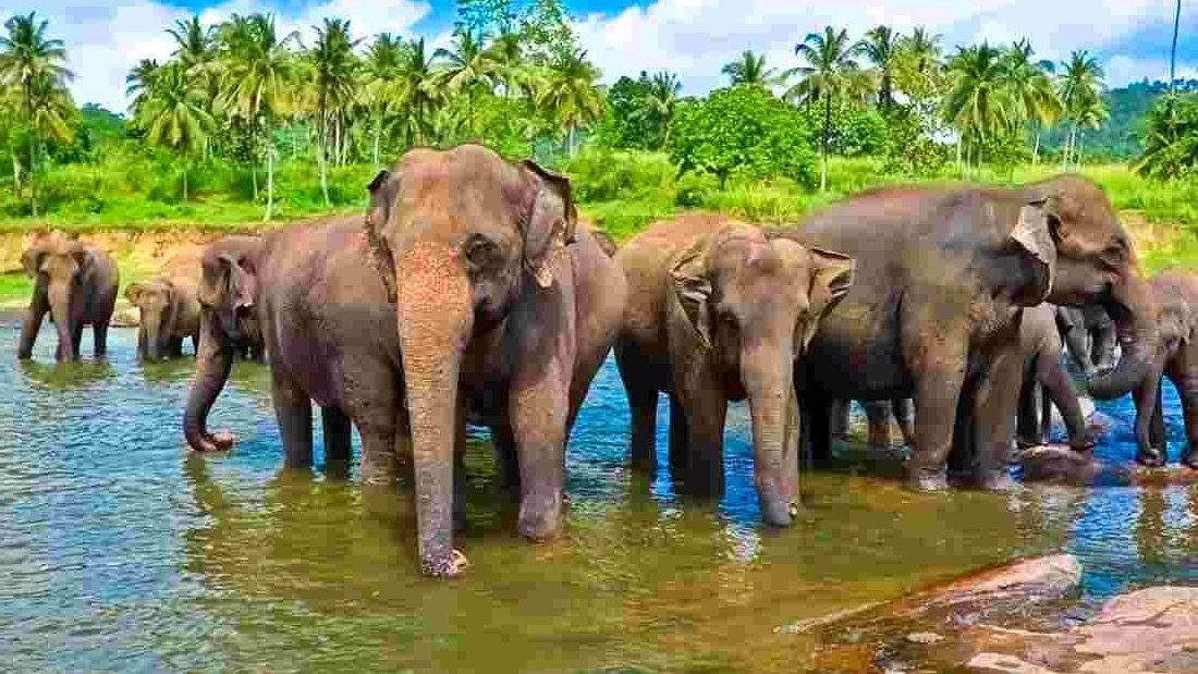 Voyage au Sri lanka