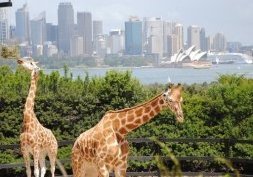 Sydney : Taronga Zoo