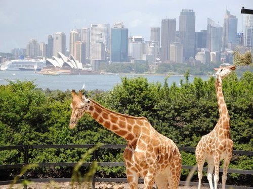 Sydney : Taronga Zoo