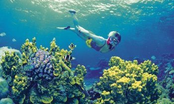 Cairns, la barrière de corail