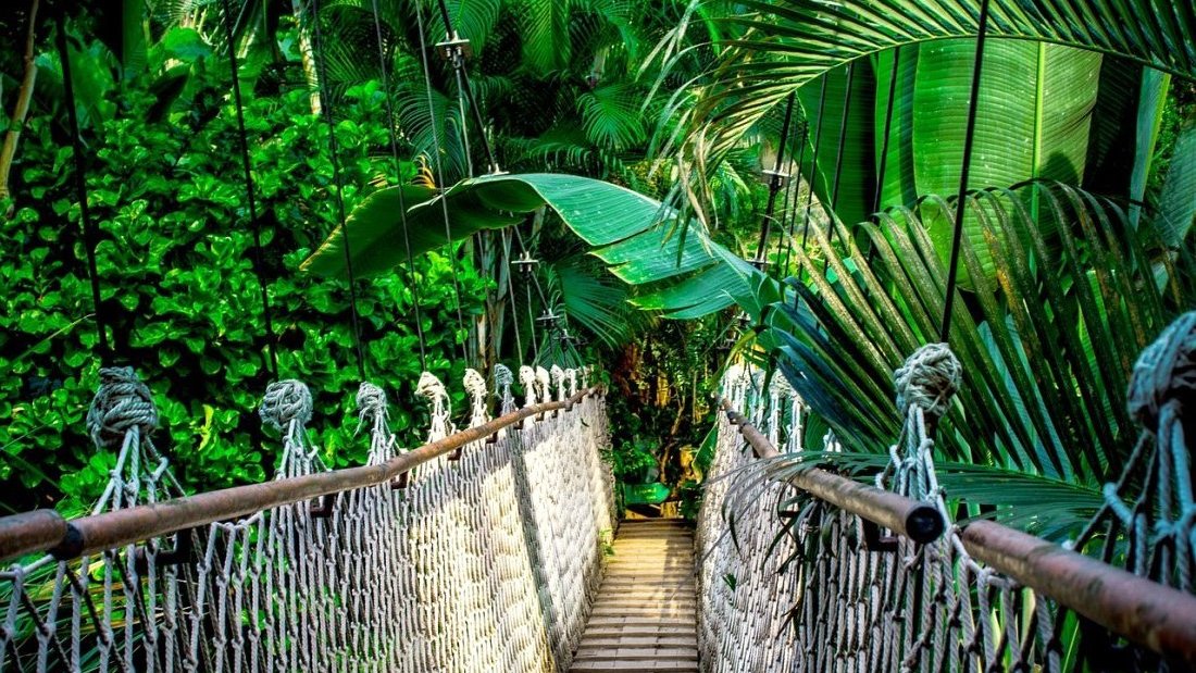 Découvrez la forêt amazonienne