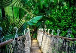 Découvrez la forêt amazonienne