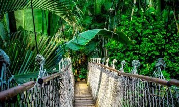 Découvrez la forêt amazonienne
