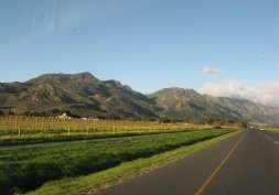 A la découverte des vignobles d'Afrique du Sud