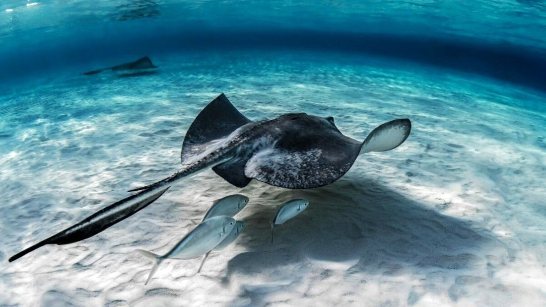 Amérique centrale et mer des Caraïbes : un monde entre jungle et lagon