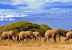 Safari en Tanzanie