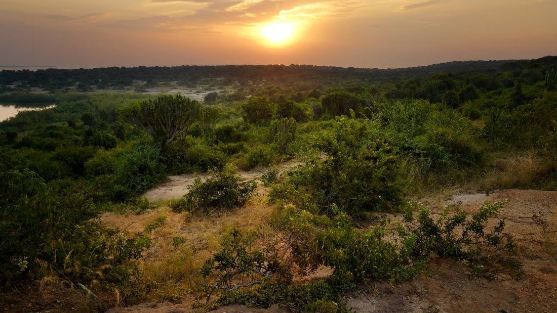Safari en Ouganda : découvrez la Perle de l'Afrique