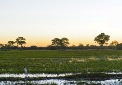 Brésil : Explorer le Pantanal