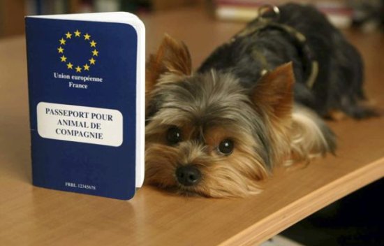 Le passeport pour chien, nécessaire pour partir accompagné